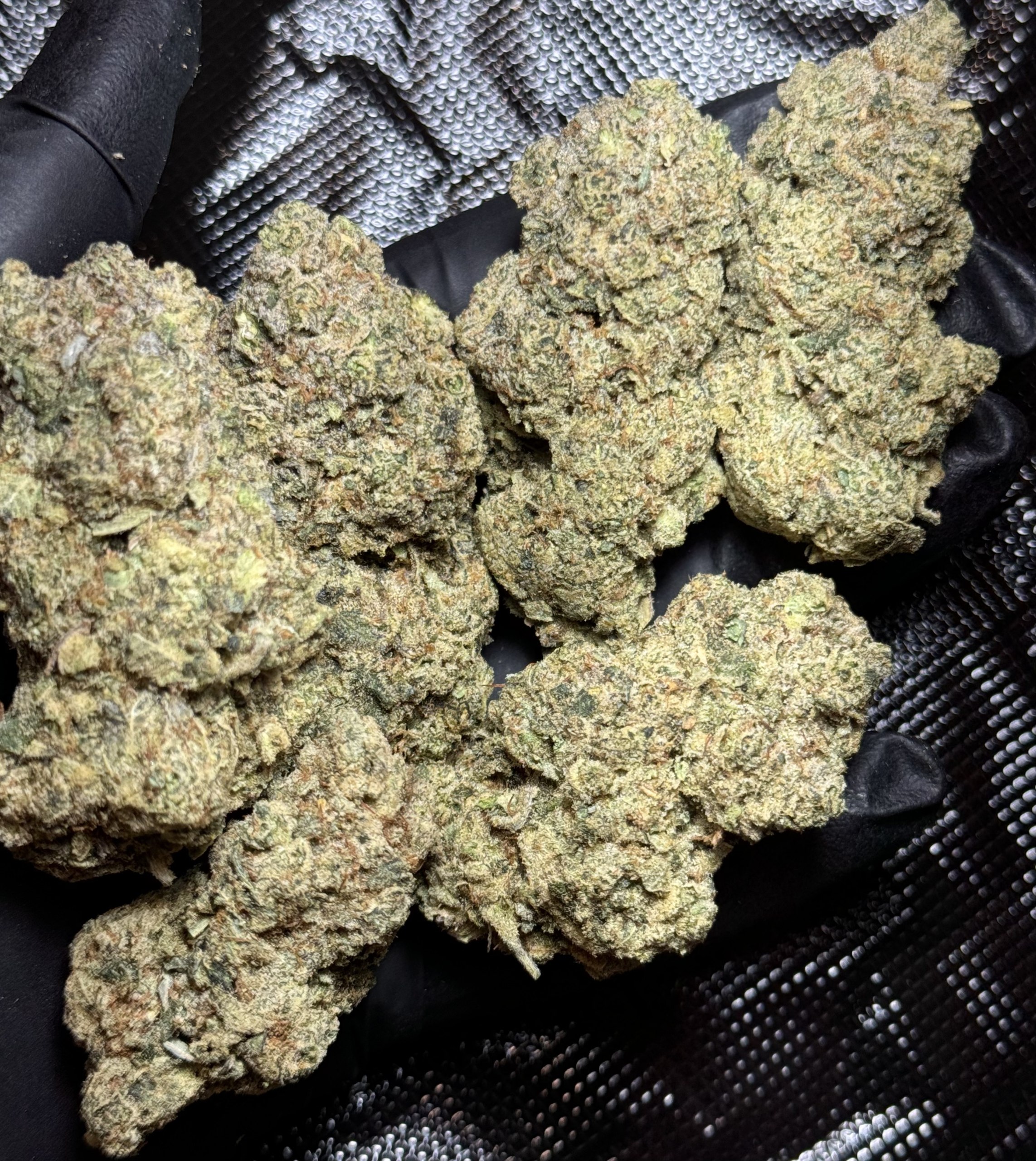 Kush nhập Glue Cali