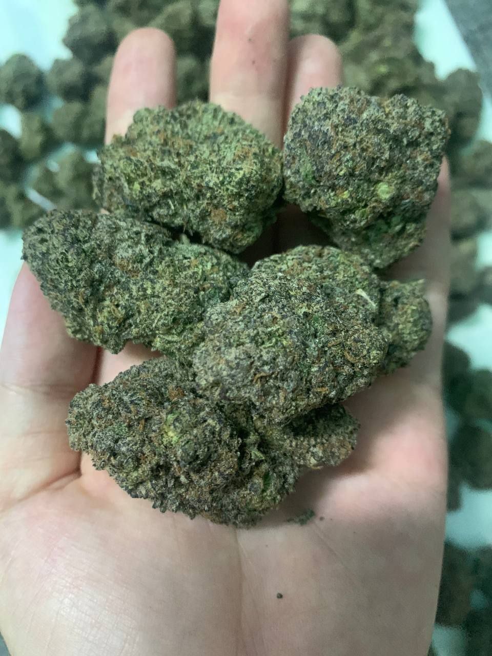 K Nhập Thái - King Kush Class V